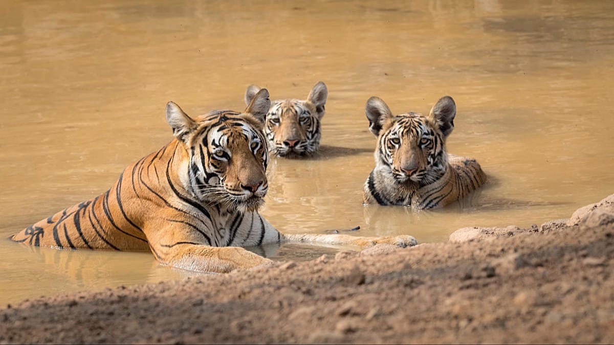 Conservation wins: tigers, tuna, and turtles show recovery is possible