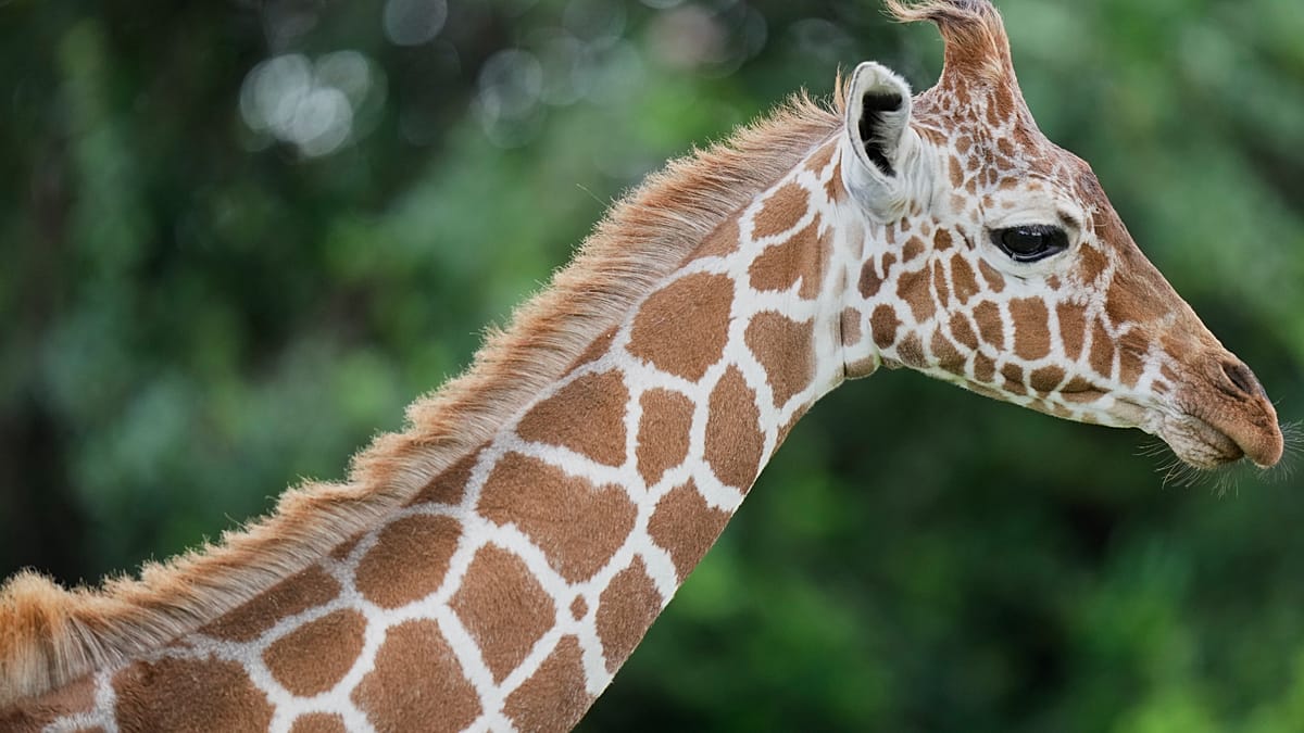 Copenhagen Zoo Welcomes New Giraffe Calf as Public Watches