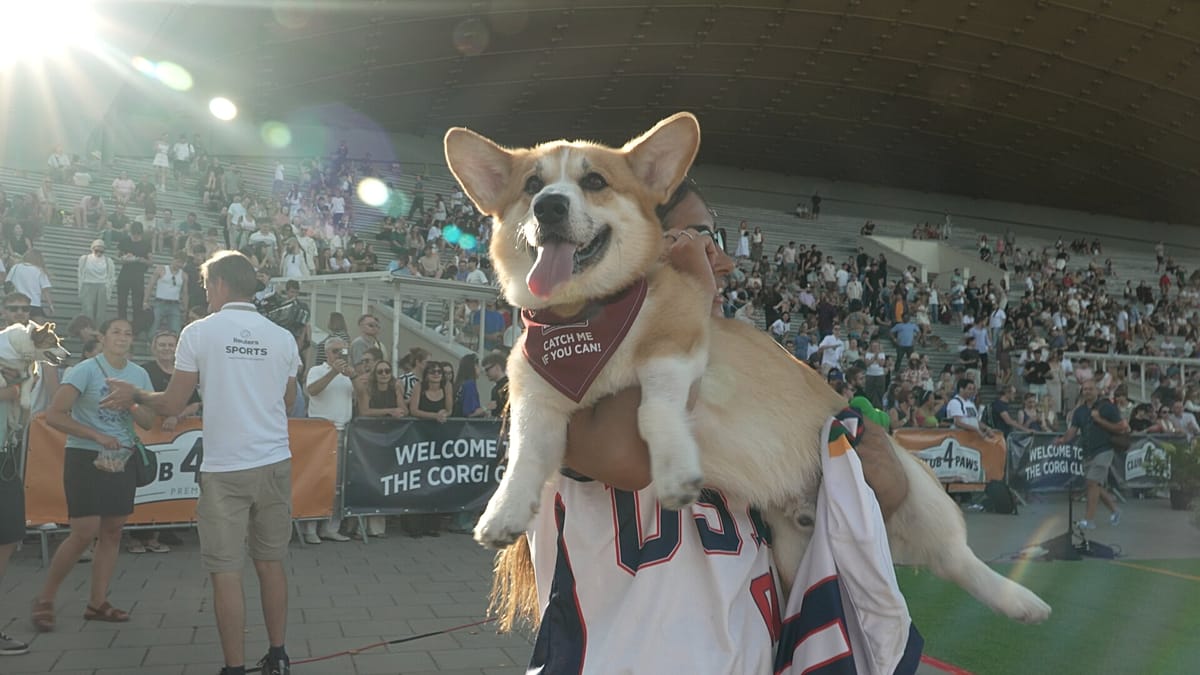Corgis from nine countries race through Vilnius in annual canine festival
