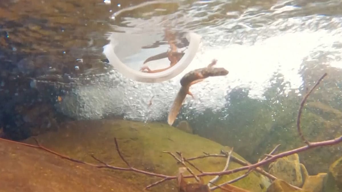 Critically endangered Montseny brook newts reintroduced to secret Catalan site