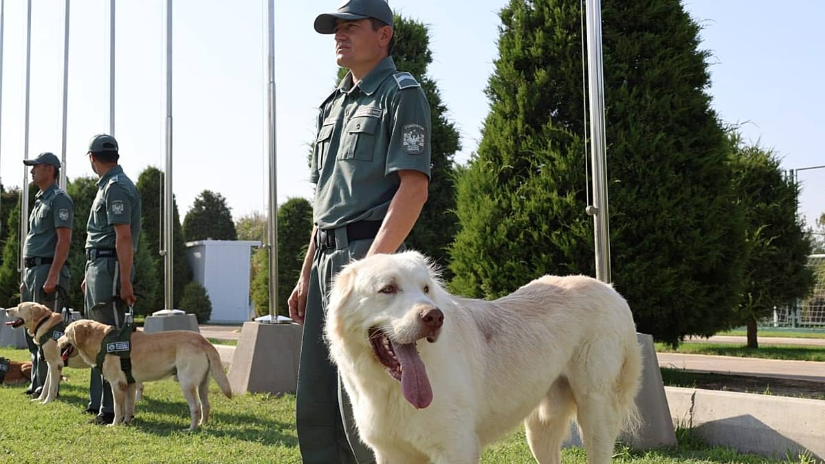 Customs dogs and AI: why scent detection still matters at Europe's borders