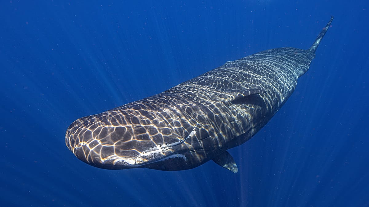 Cyprus Sees Surge in Dolphin and Whale Sightings, Triggers New Protection Rules