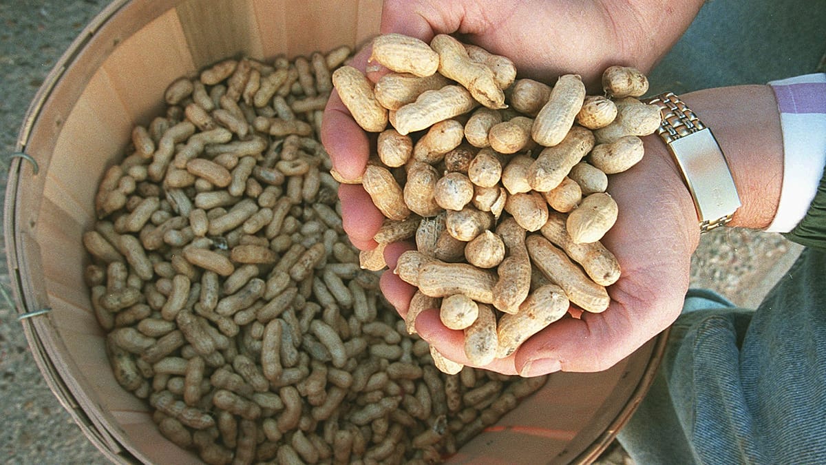 Daily peanuts may sharpen brain insulin response in older adults