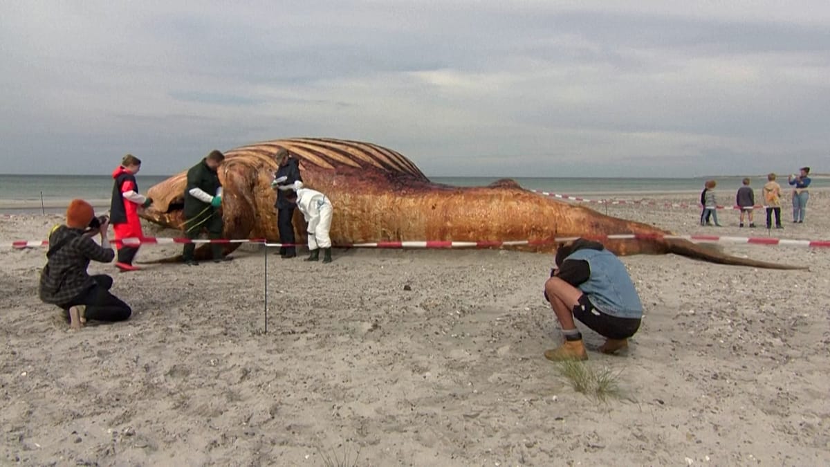 Danish Authorities Investigate Death of Humpback Whale Timmy After German Public Fascination