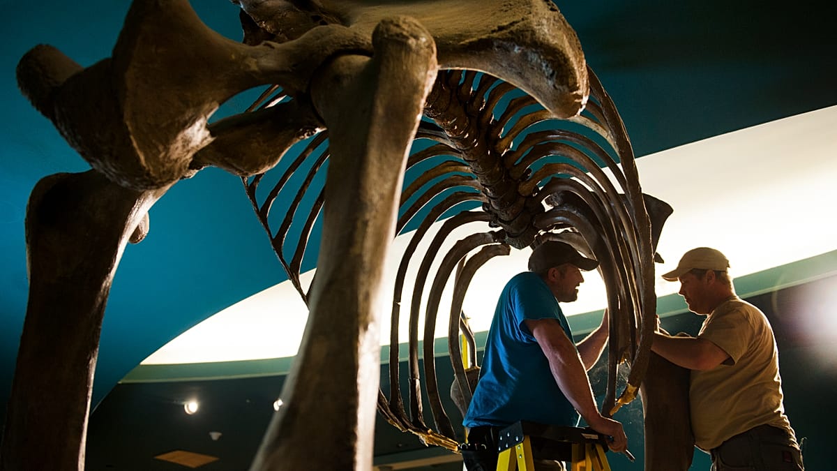 Danube's record low reveals mammoth skeleton in Bulgarian riverbed