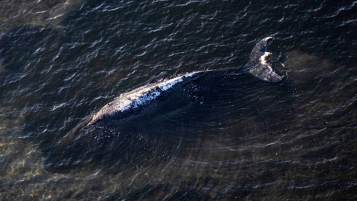Decomposing Humpback Whale Timmy to Be Towed to Open Sea Off Denmark