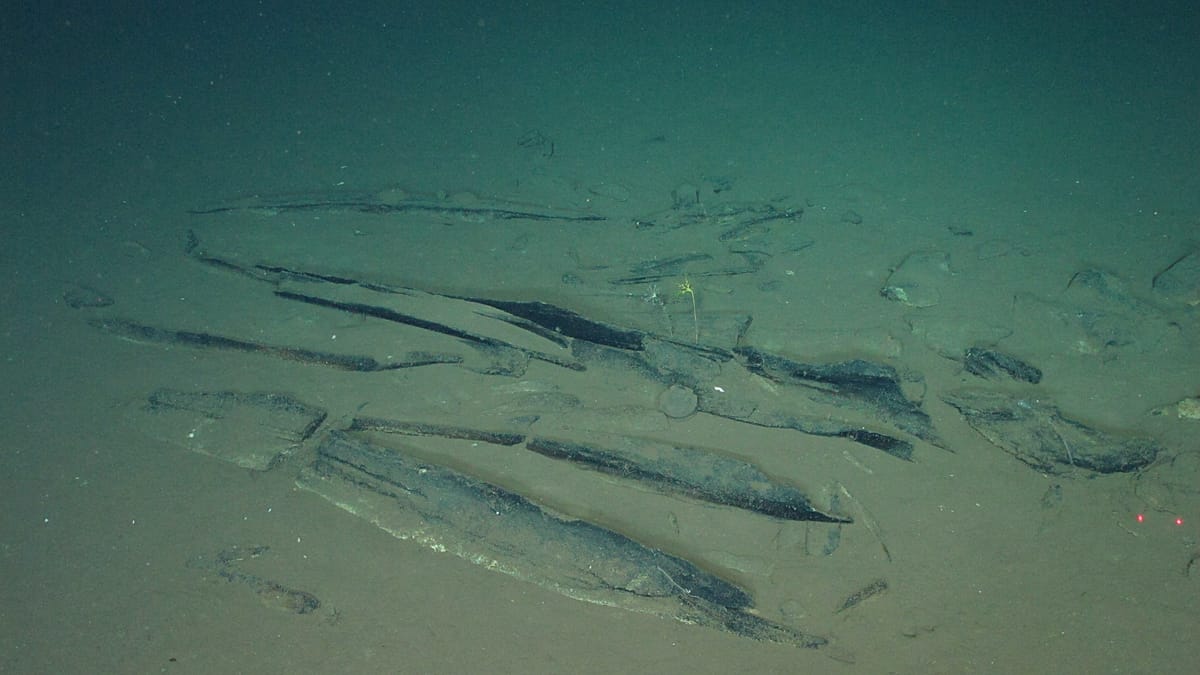 Deepest Whale Graveyard Discovered in Indian Ocean Reveals Ancient Ecosystems