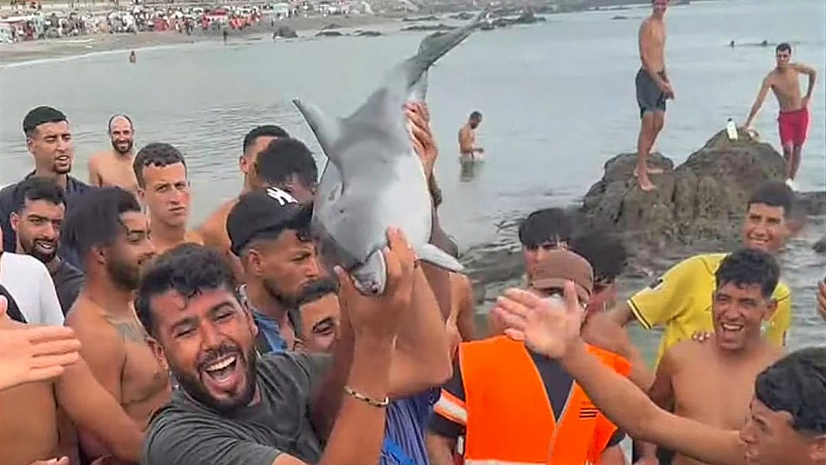 Dolphin calf killed on Ceuta beach where migrants camp; animal group files complaint