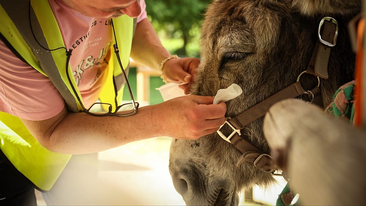 Donkey Therapy Gains Ground at Paris Psychiatric Hospital