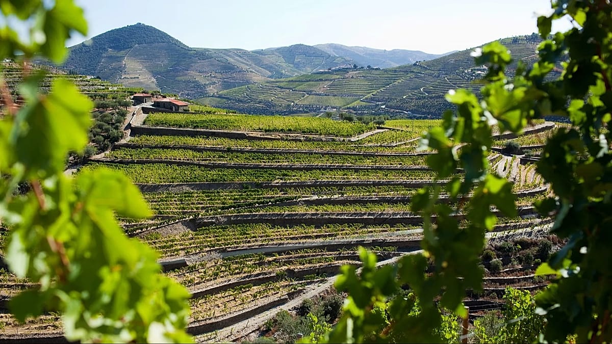 Douro harvest: a rail and river guide to Portugal's wine season
