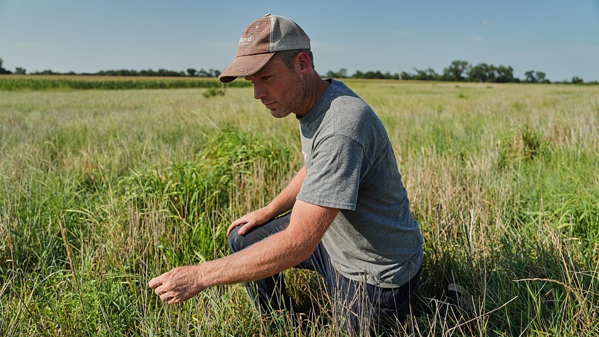 Drought-hit farmers turn to perennial grains for resilience