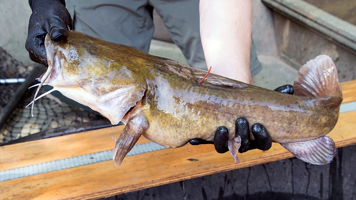 Dutch Angler Breaks National Record with 2.49-Metre Catfish on the Waal