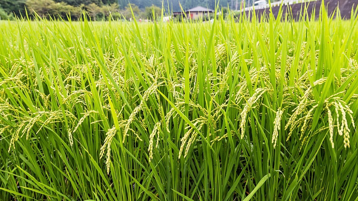 Dutch farmers turn to rice as peatlands sink and climate warms