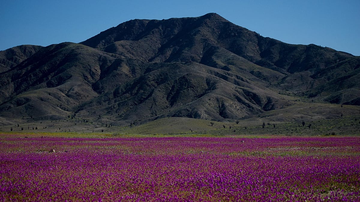 El Niño rains turn Atacama Desert into a rare floral spectacle