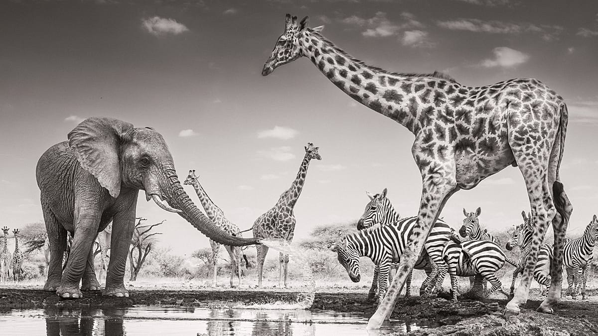 Elephant grief and urban coyotes win Wildlife Photographer of the Year 2026