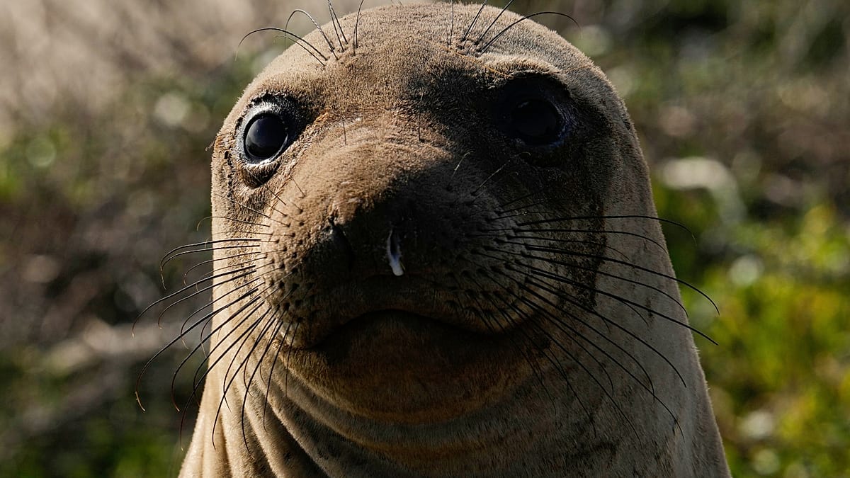 Elephant seal's Rio beach visit draws curious crowds