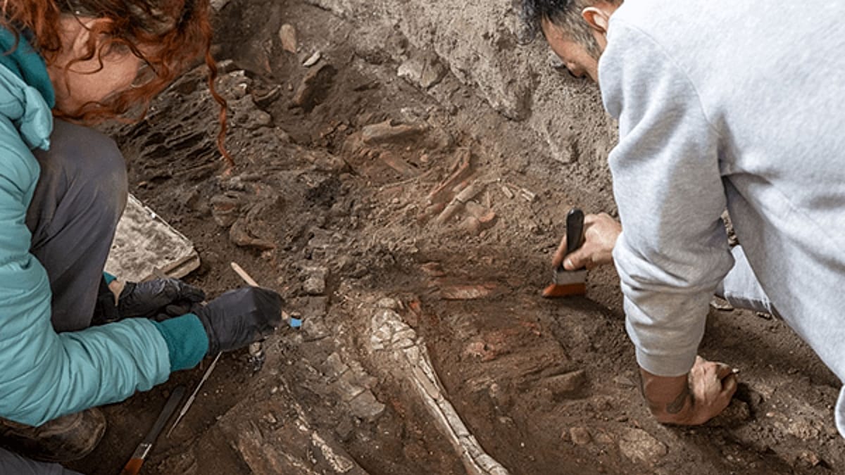 Equid Skeleton Found in Pompeii Bakery Sheds Light on Roman Working Animals