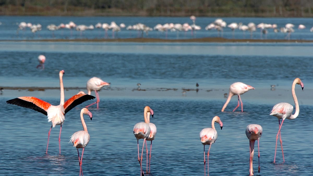 EU auditors warn marine protection targets will be missed