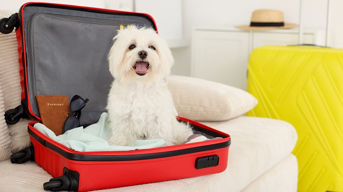 EU Closes Brexit Pet Passport Loophole, Raising Costs for British Travellers