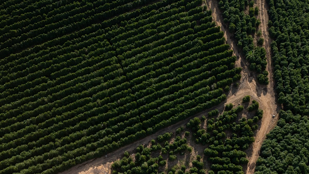 EU-Mercosur Deal Falsely Blamed for Rejected Brazilian Coffee Shipment in Poland