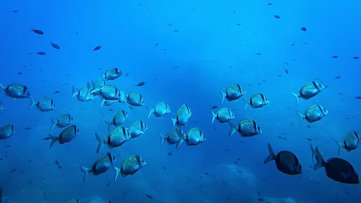 EU's €92 Million Ocean Plan: From Science to Seabed Surveillance