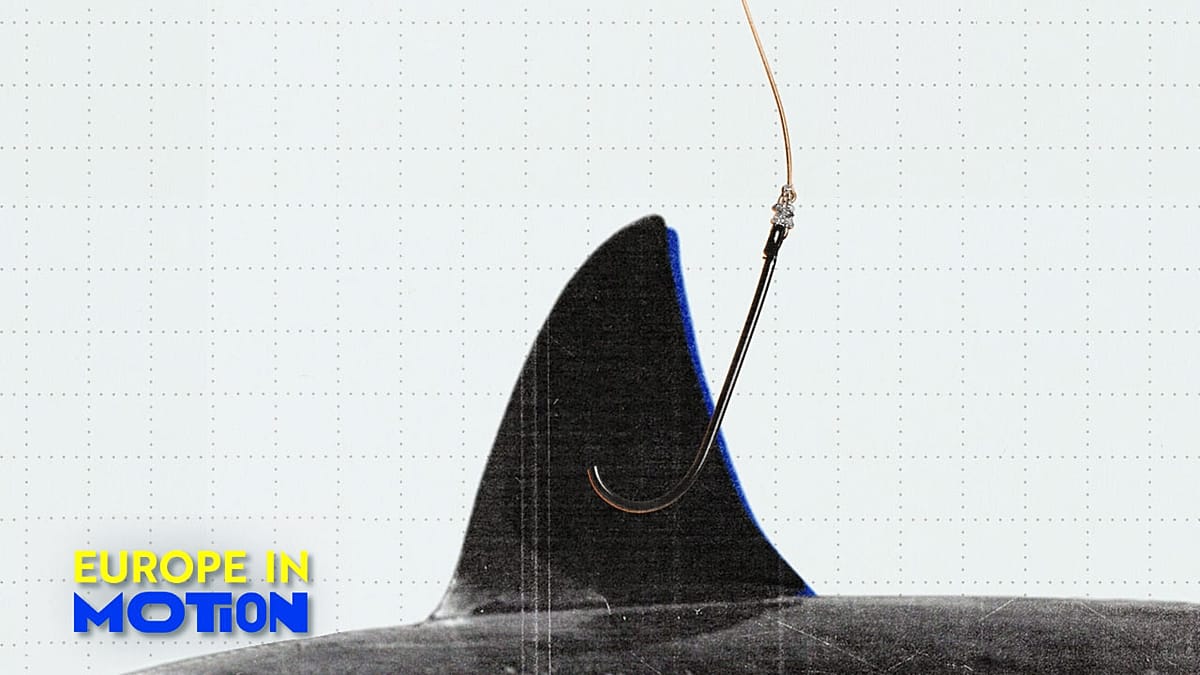 EU Shark Fin Exports Drop 15% as Brussels Considers Total Ban