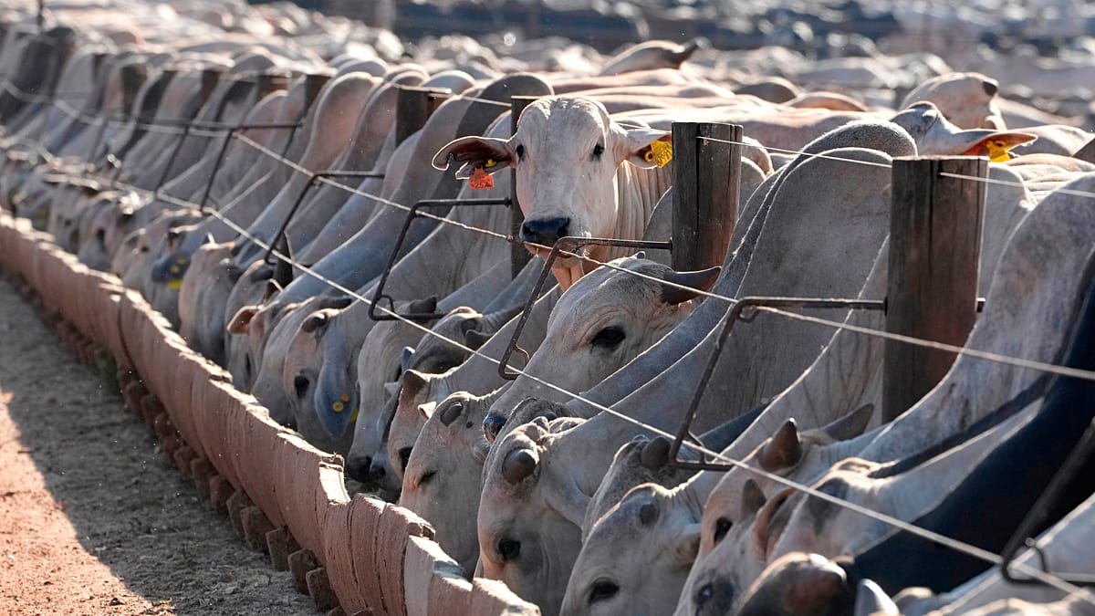 EU suspends Brazilian meat imports over antibiotic concerns