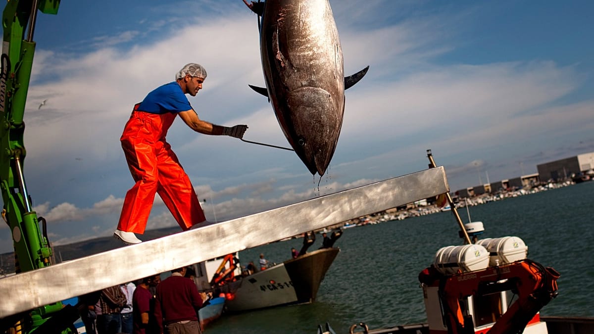 EU weighs tougher rules on fishing labour abuses after harrowing testimony