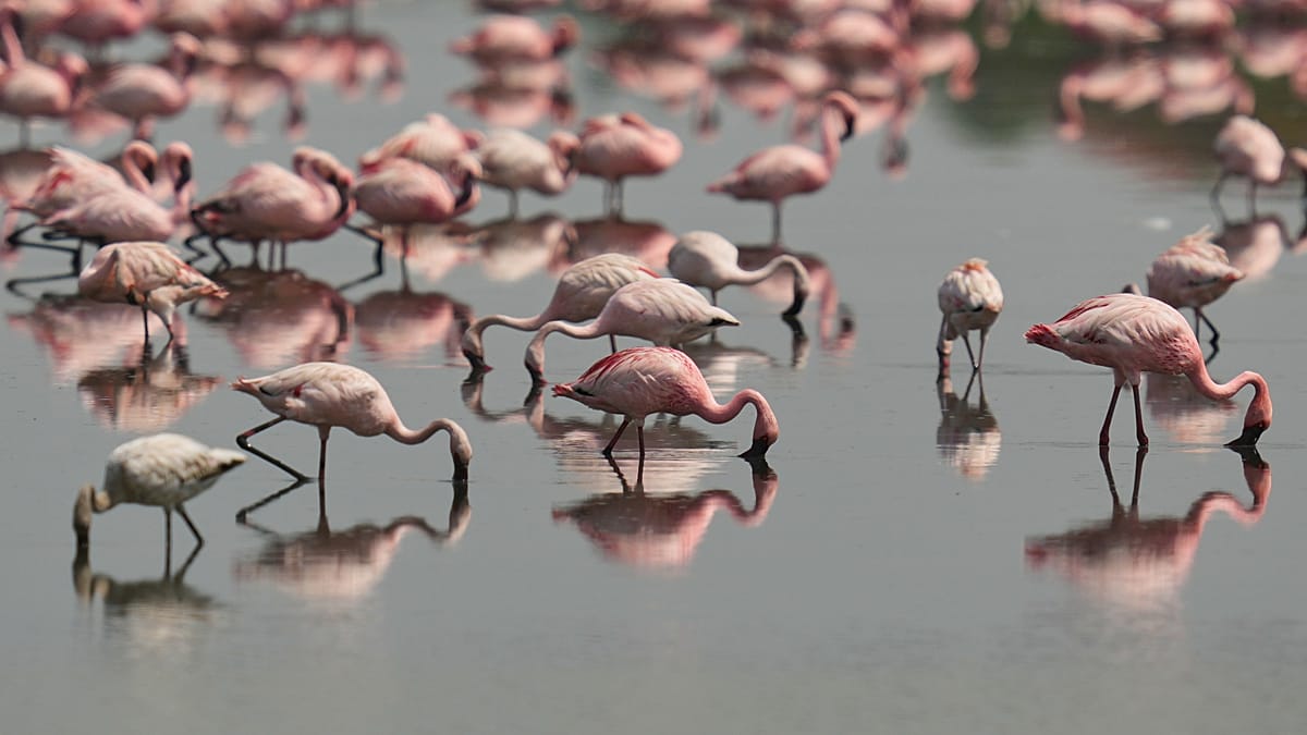 EU Wetlands Restoration Draws Record Flamingo Numbers to Venice Lagoon