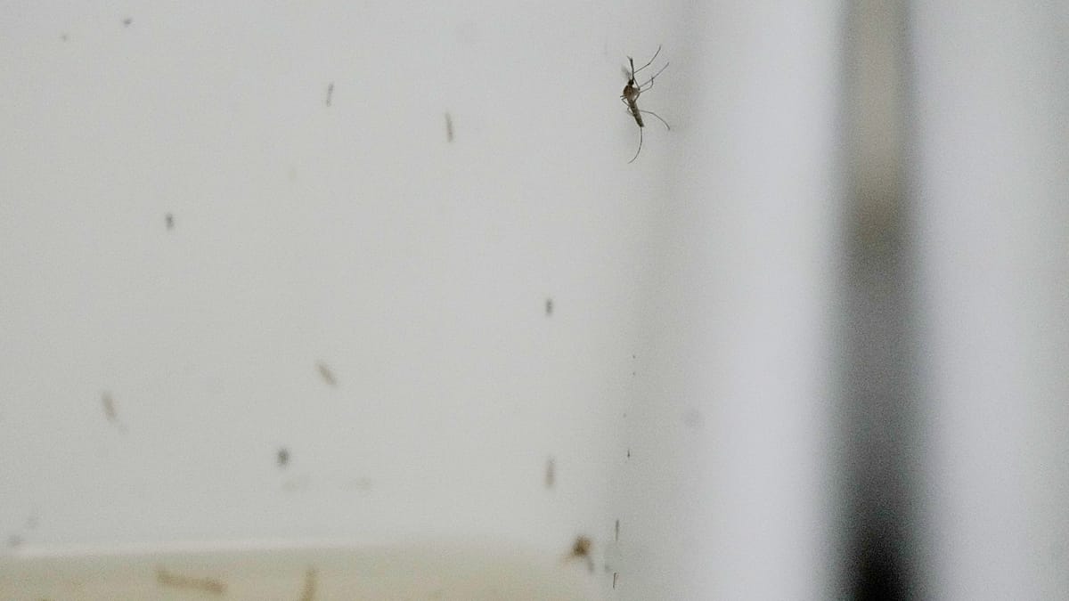 Europe faces worst West Nile virus season as infections shift north