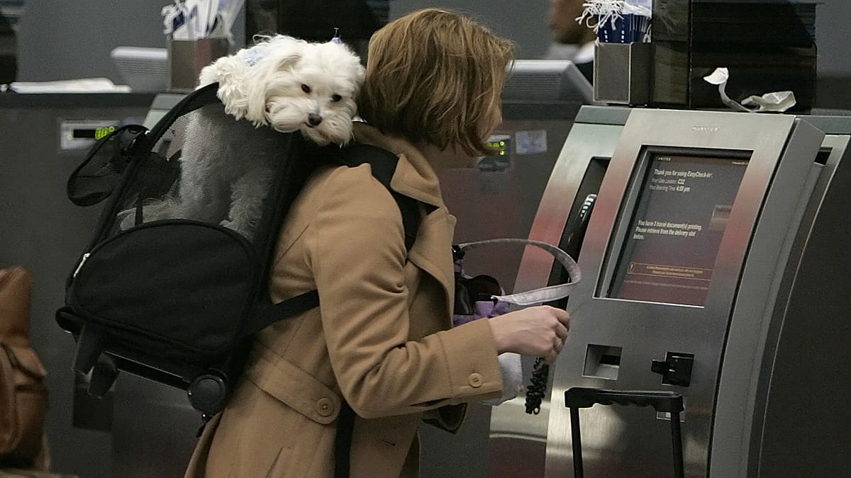 Europe's best airlines for flying with pets, ranked