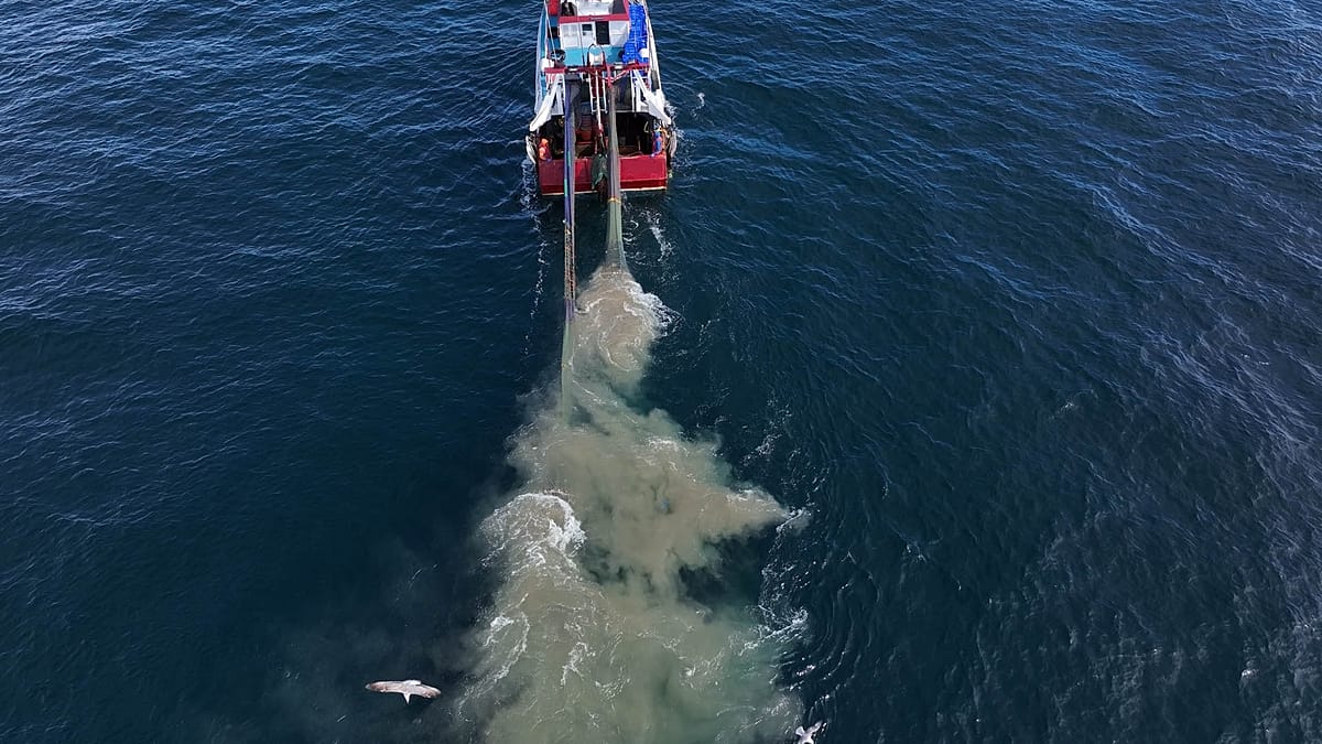 Europe's Bottom Trawling Subsidies Cost Billions: Lessons from Türkiye's Gökova Bay