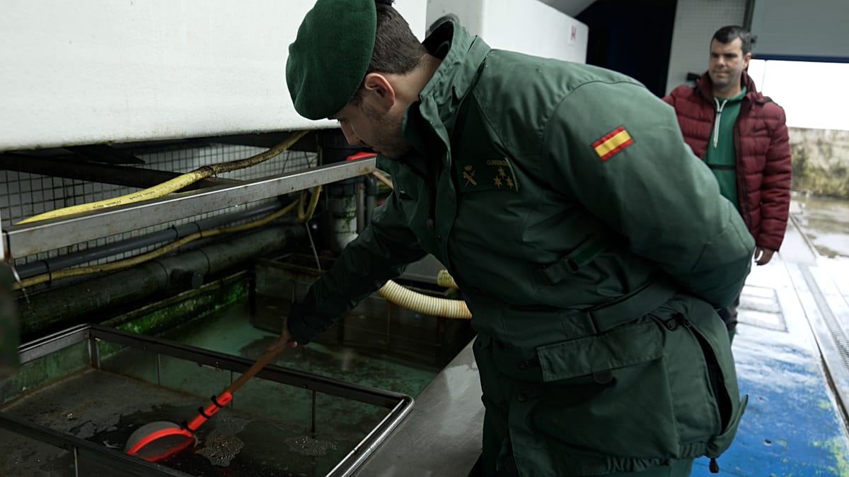 Europe's Eel Trafficking Networks Face Global Crackdown as DNA Tech Aids Enforcement