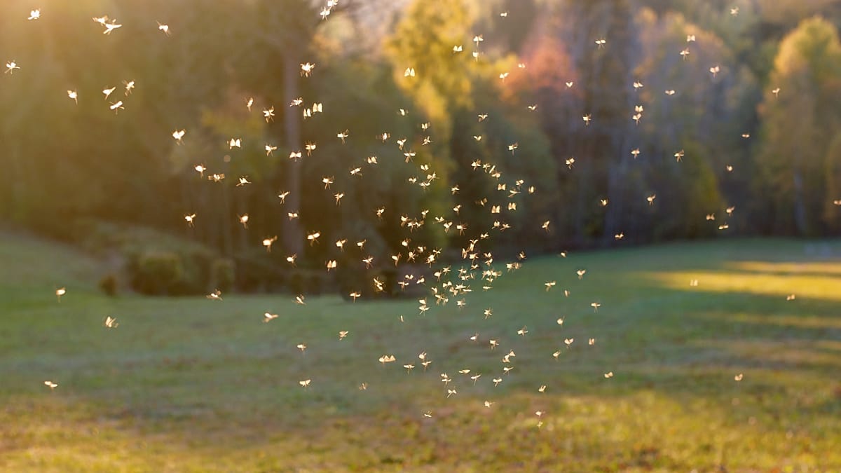 Europe's mosquito defences lag as West Nile and tiger mosquitoes spread