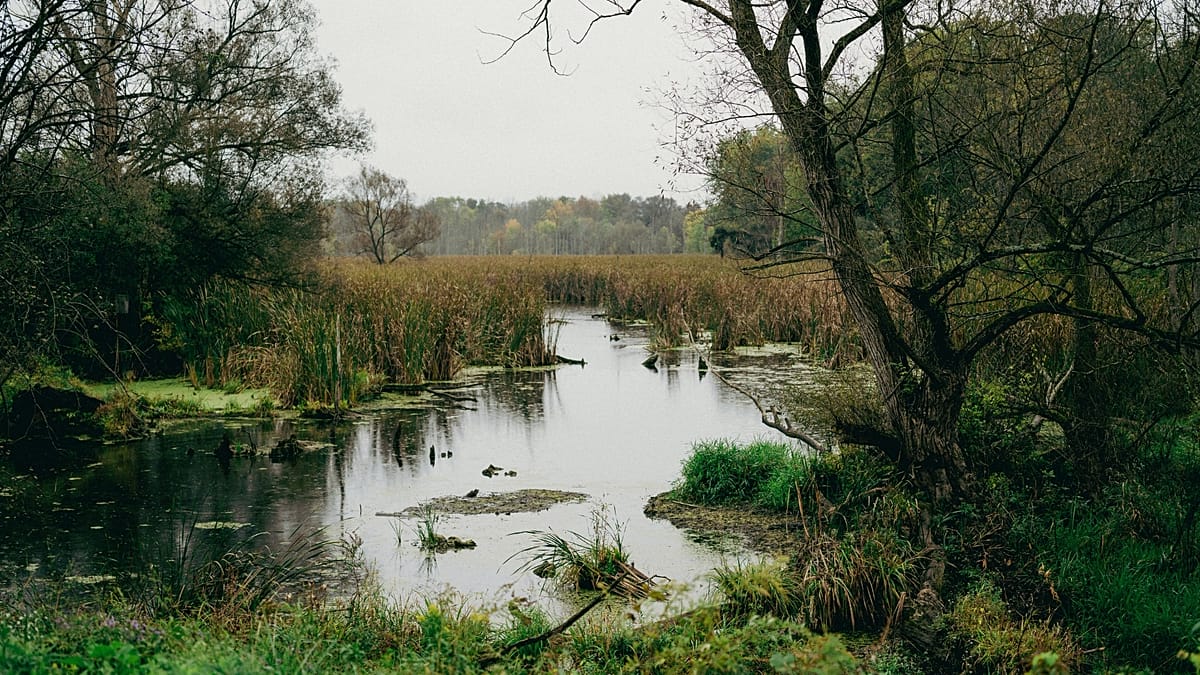 Europe's Peatlands Gain Strategic Role as Natural Defensive Barriers