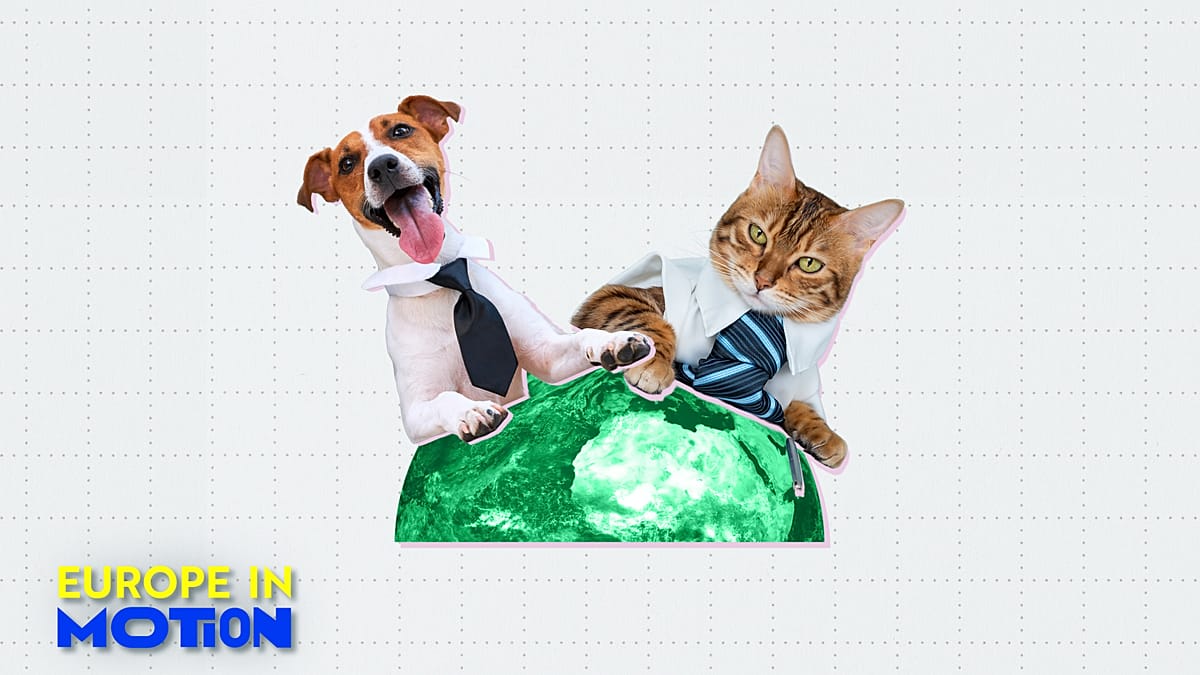 Europe's Pet-Friendly Workplaces: Where Dogs and Cats Are Welcome