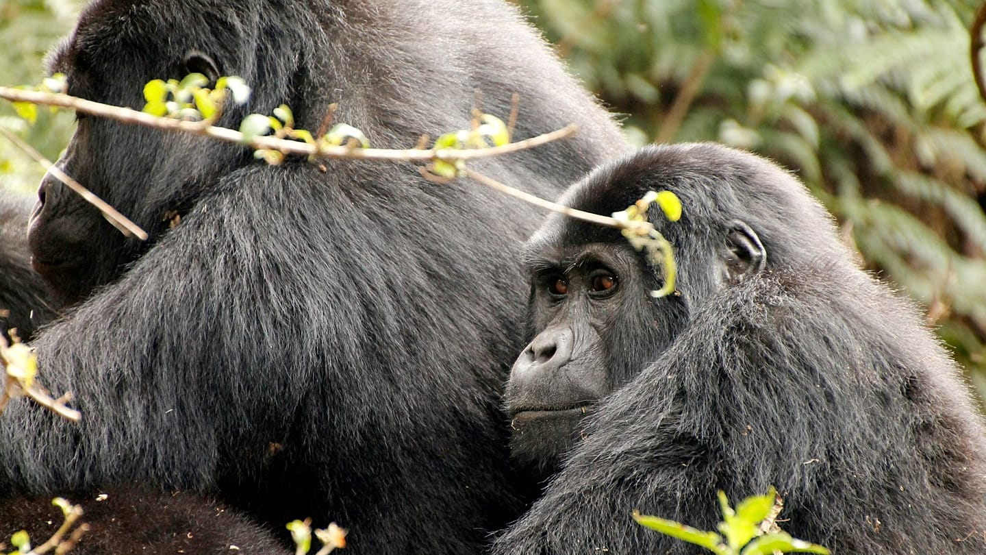 Europe's top wildlife encounters: a new ranking for nature lovers