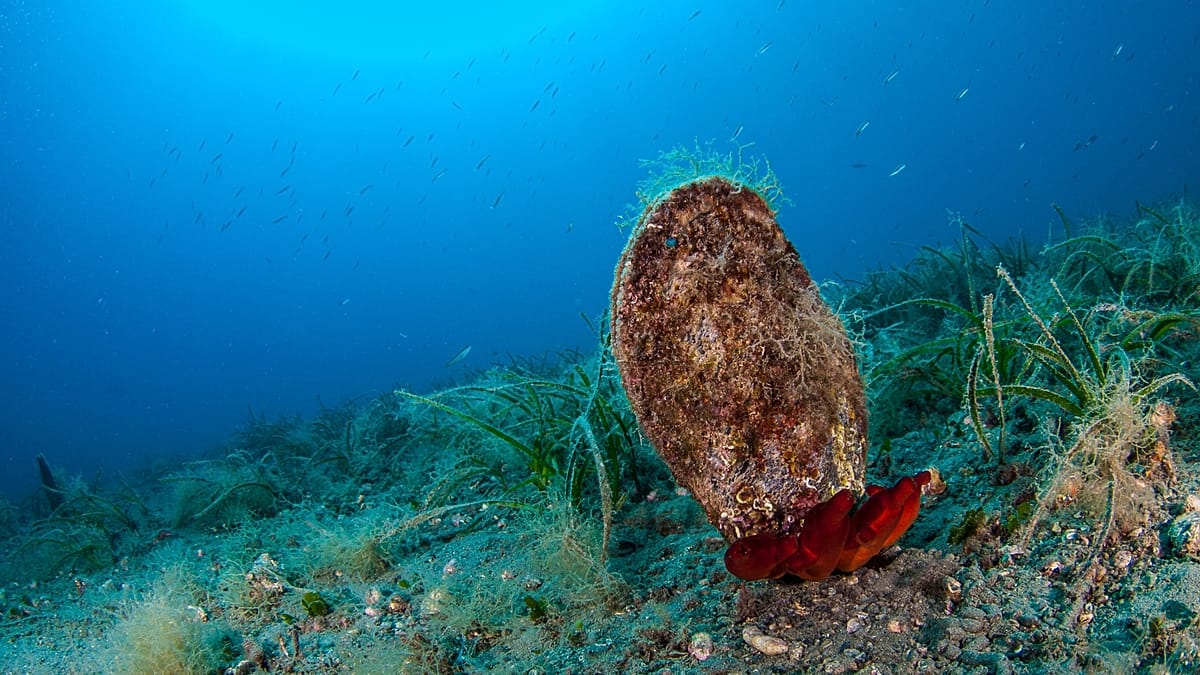 Europe's warming seas: a swimmer's lure, an ecologist's warning