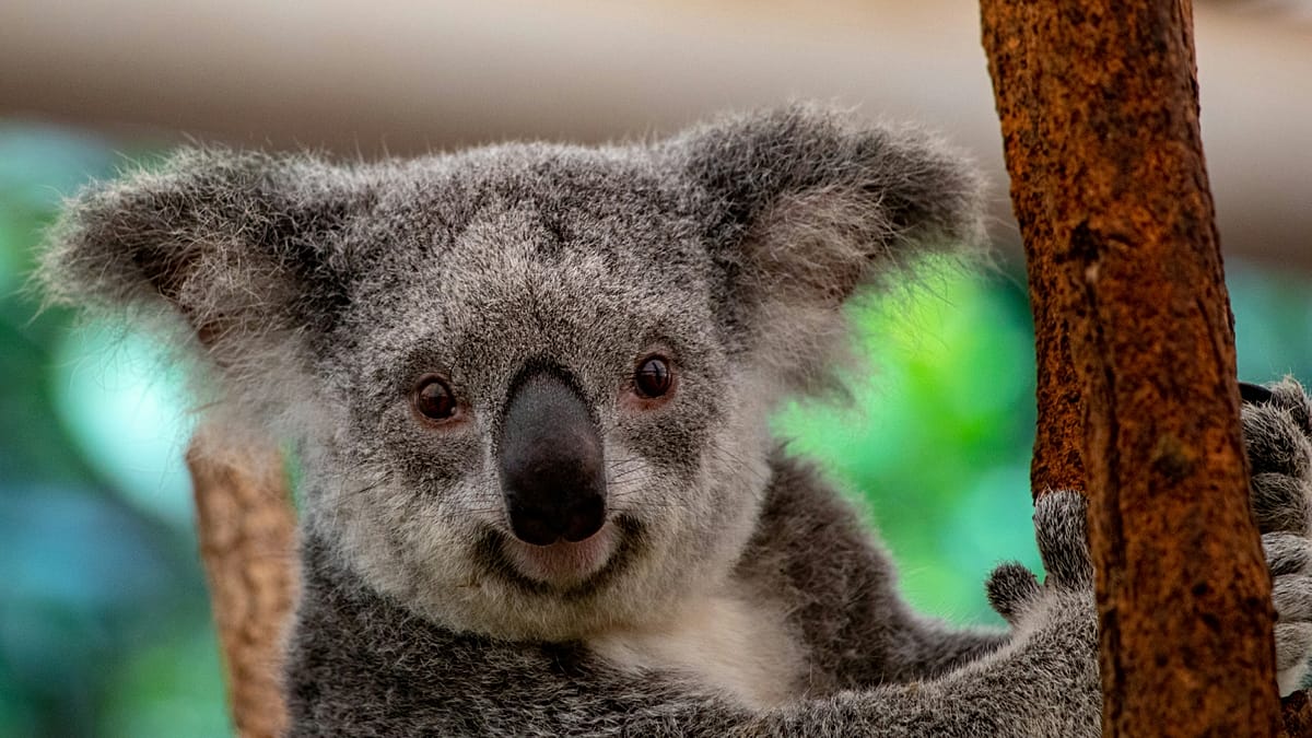Europeans' Wildlife Wish List: Pandas, Elephants, and Kangaroos Top New 'Big Five'