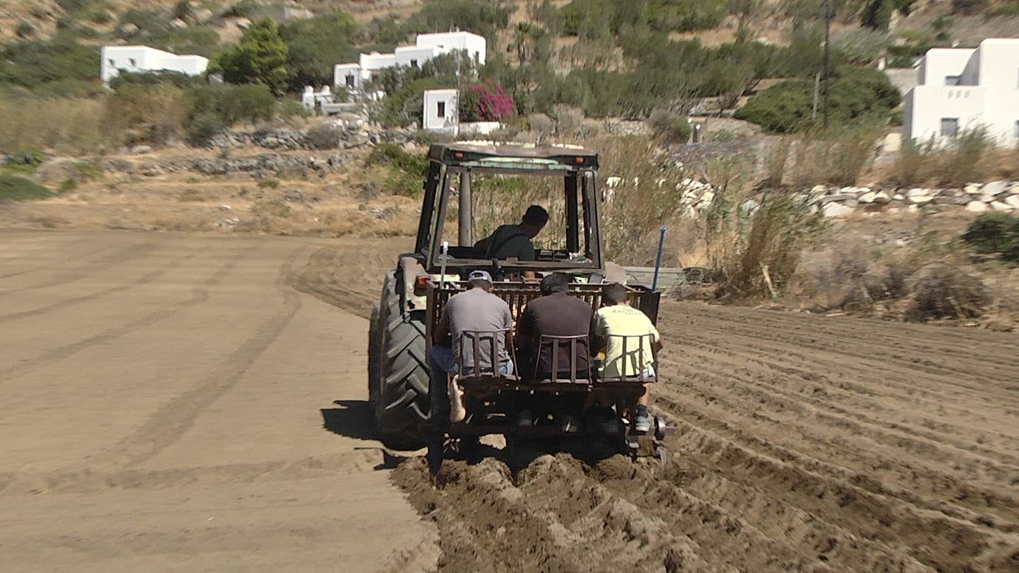 Fake Naxos potatoes and youth exodus threaten a protected Greek crop
