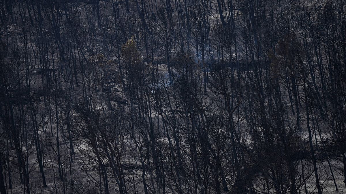 Fast-Moving Wildfire in Southern France Burns Over 800 Hectares Overnight