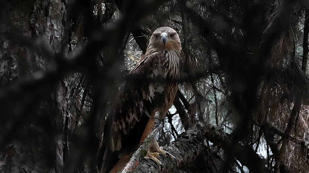 Feliks the Eagle Returns to Serbia After Harrowing Ordeal in Middle East