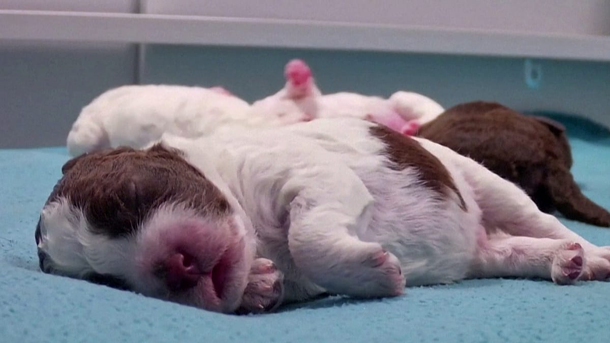 Finland's puppy livestream captivates nearly two million viewers