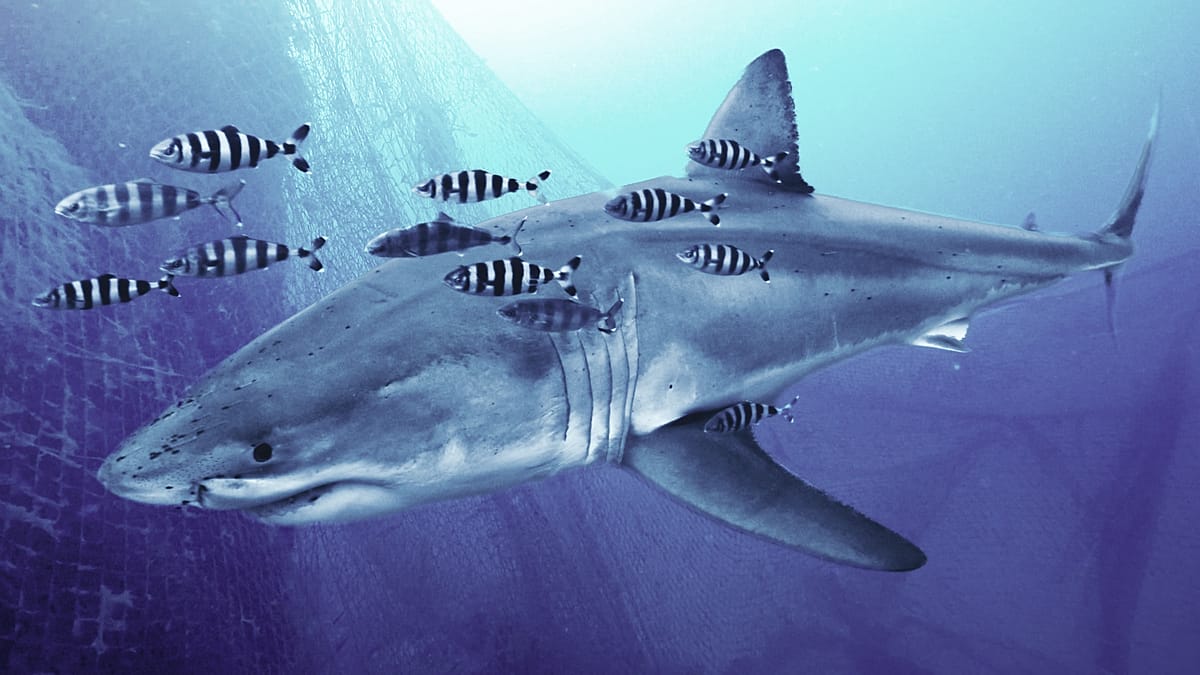 First Underwater Video of Great White Shark in Mediterranean Captured During Ghost Net Cleanup