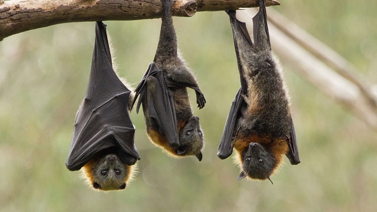 Five-Month Camera Study Reveals Human-Wildlife Contact at Uganda's Marburg Virus Cave