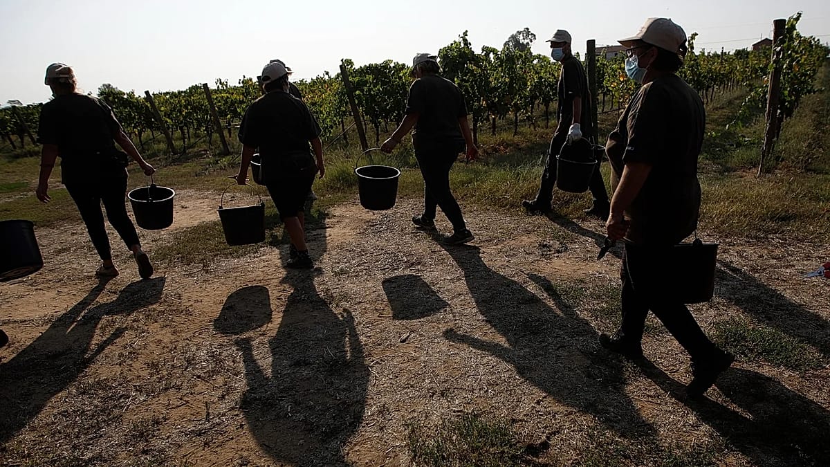Four Farm Workers Burned Alive in Italy: Gangmaster Violence Exposes Migrant Exploitation