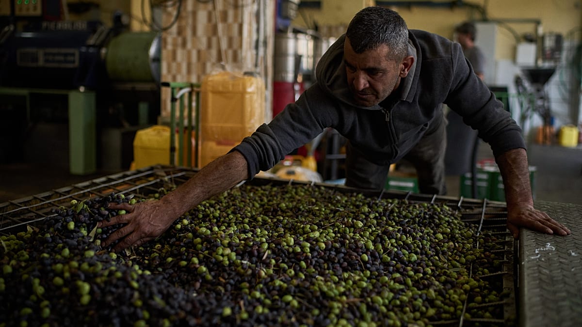 Four Italian activists held by Israeli forces during West Bank olive harvest