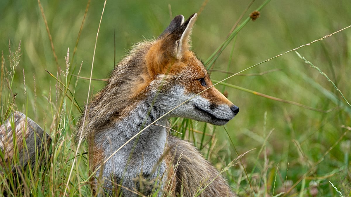Fox tapeworm and neglected diseases: Europe's early warning for the next pandemic