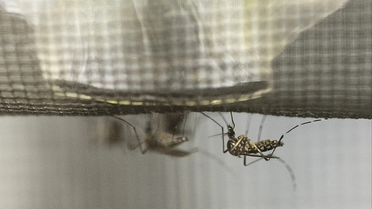 France Deploys Sterile Mosquitoes to Combat Invasive Tiger Species