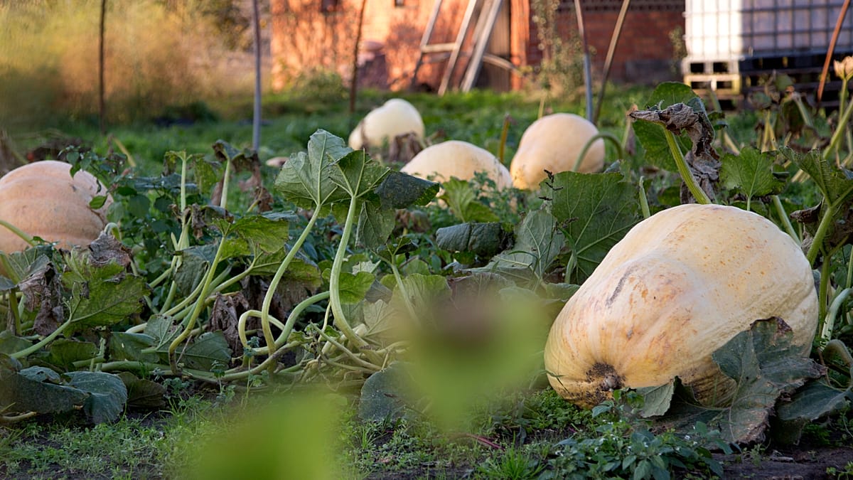 France recalls pumpkin seeds after 81 salmonella infections